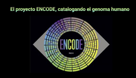El proyecto ENCODE, catalogando el genoma humano